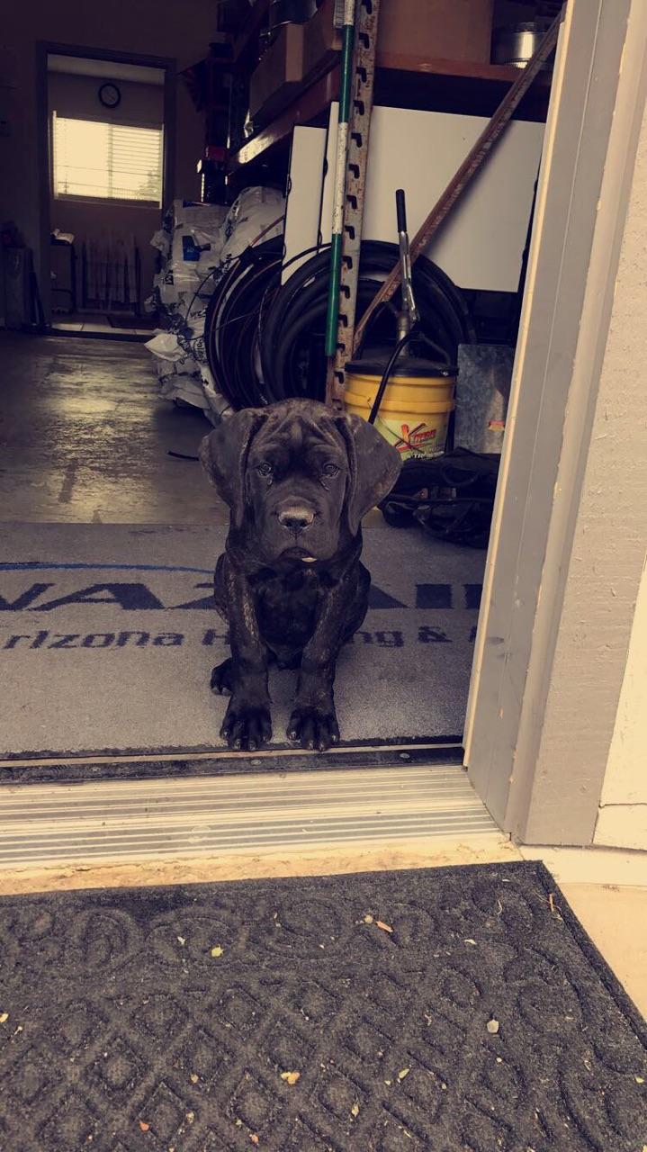 Bruno- new shop dog